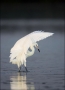 Reddish-Egret;Egret;White-Morph;Egretta-rufescens;Foraging;one-animal;close-up;c